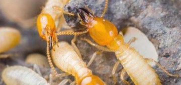 ������