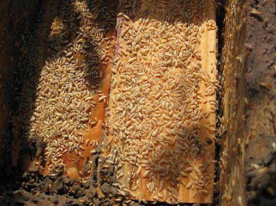 ���ΰ�ρ̎������