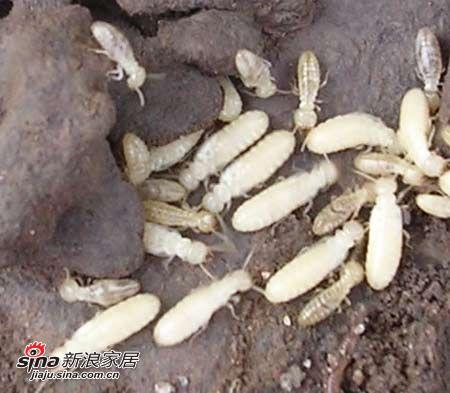 �l(f��)����ρΣ���E��r��̎������