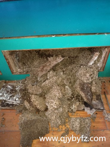 定做木床成白蟻巢穴