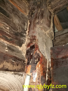 深圳白蟻防治 老舊房子主梁慘遭白蟻