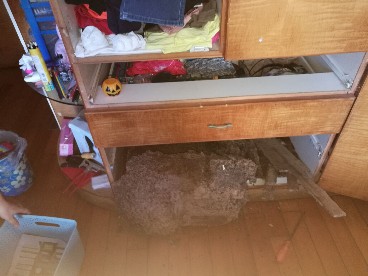 衣柜發(fā)現(xiàn)白蟻 底部挖出大型蟻巢