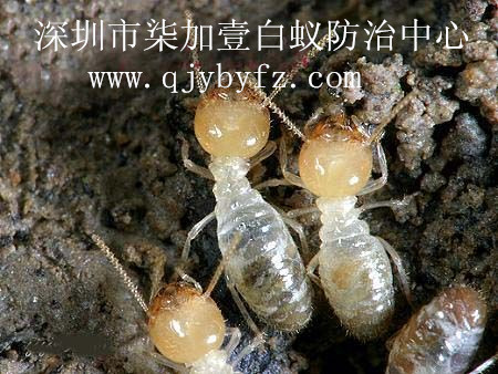 �l(f��)����ρΣ���E��r��̎������