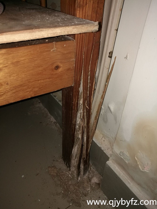 門框 床腳都遭白蟻破壞