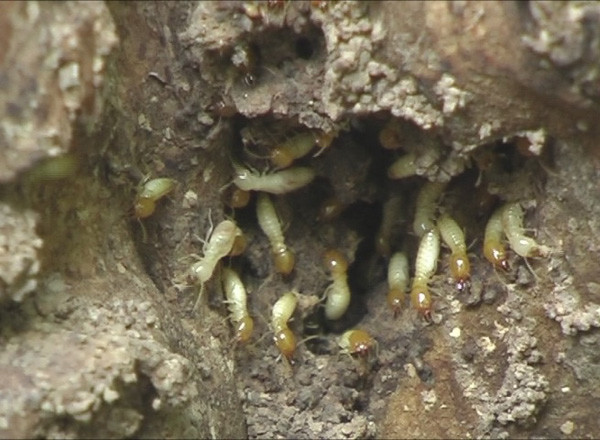 �l(f��)����ρΣ���E��r��̎������