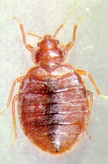 深圳殺蟲公司 臭蟲防治方法