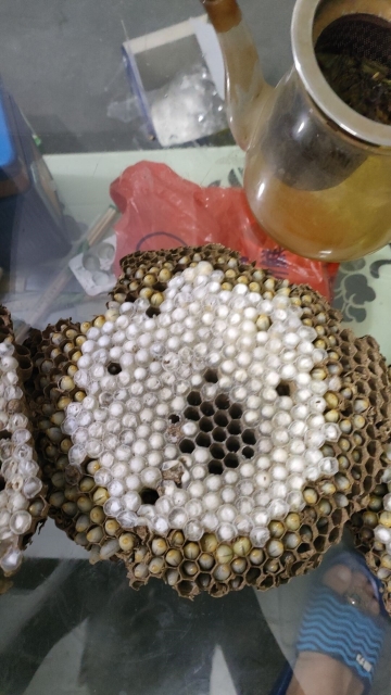 殺馬蜂.jpg 殺馬蜂.jpg