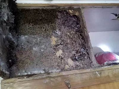 �����¹��а�ρ ��ô����