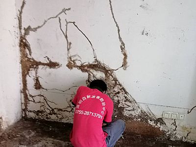 �����¹񱻰�ρ�Љ������ΰ�ρ�����Ч��