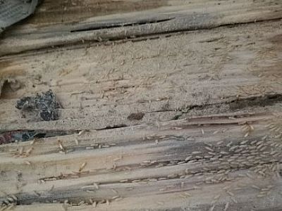 �}���ɽϪ��