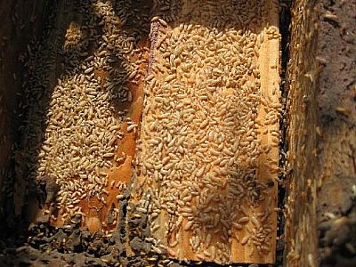 ��ͥ��ρ���ε����T��