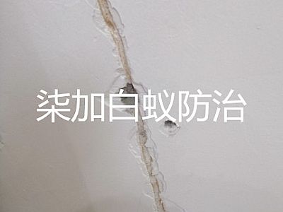 ��ρΣ���ж�ֲ������@Щ��Ƭ��֪����