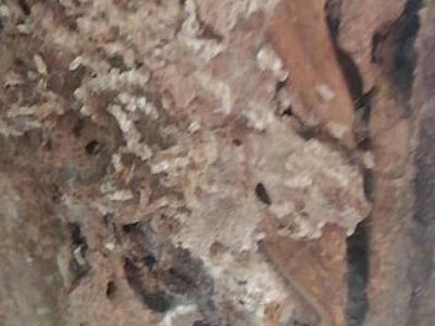 ��ρ�ܜ��θɃ�� ʩˎ��ʮ�������Ч��