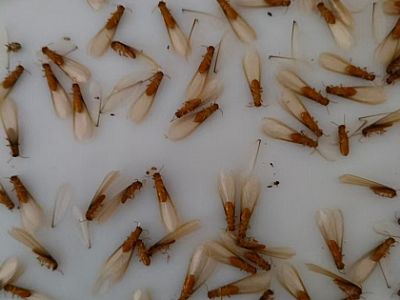 ��ρ���w����(ji��)��Α�(y��ng)��(du��)